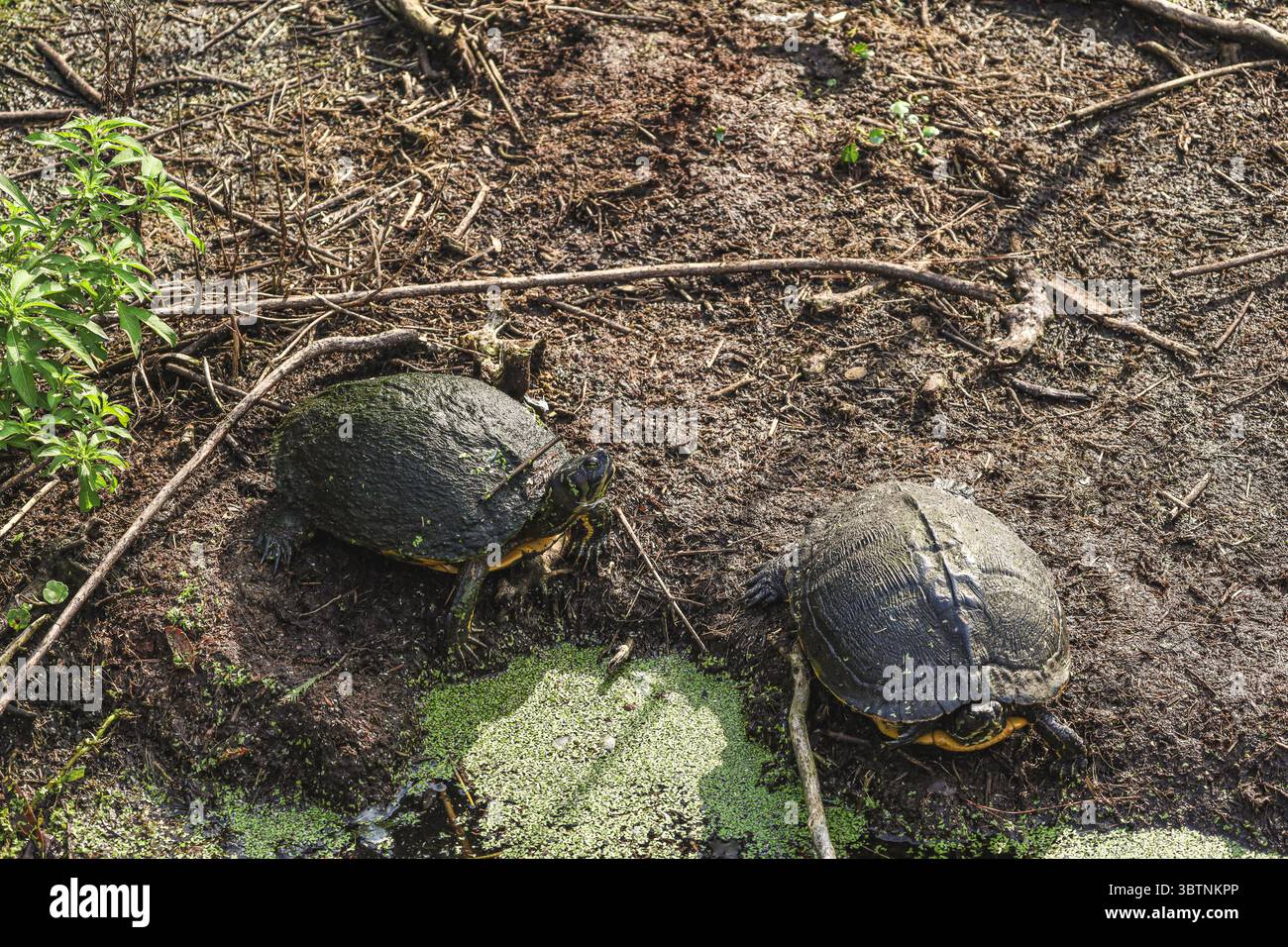 Due tartarughe di scorrimento con orecchie rosse (Trachemys scripta elegans) che riposano vicino al bordo di uno stagno di acqua dolce, crogiolandosi al sole. Foto Stock