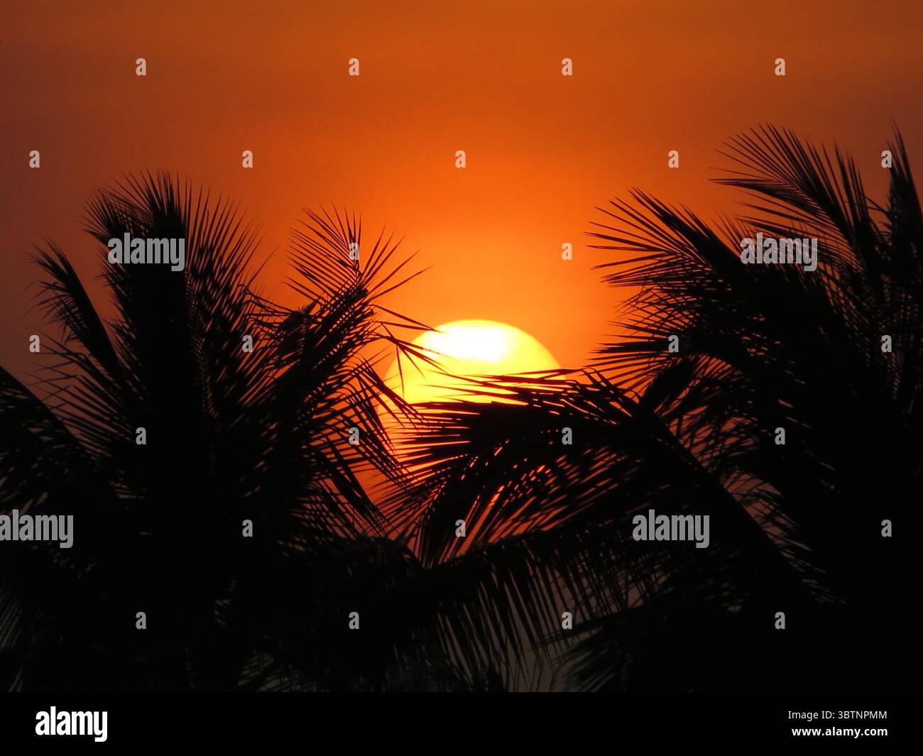 Un tramonto infuocato sull'isola di Koh Phangan, dove le luccicanti sfere del sole sbirciano attraverso le spettacolari silhouette delle fronde delle palme Foto Stock