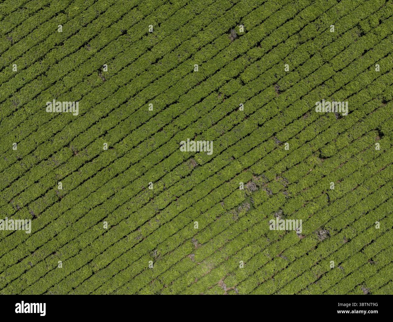 La vista aerea di un paesaggio vivace e fantasia si dispiega con file di colture meticolosamente coltivate che creano un affascinante arazzo di verde, Chu Pah, Gia Lai, Vietnam. Foto Stock