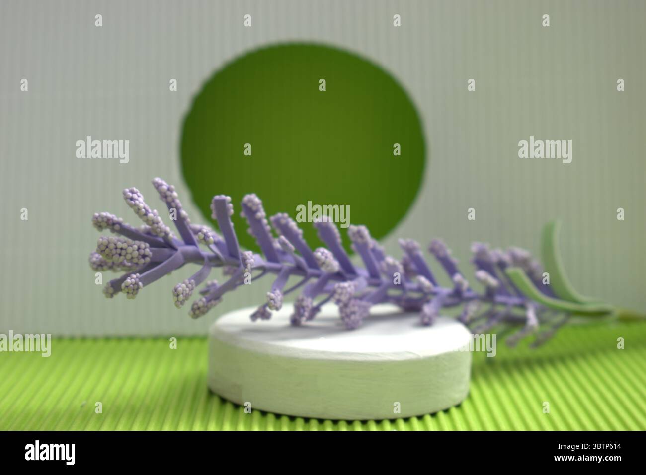 Fondo creativo con figuras geométricas y elementos botánicos como lavanda y suculentas. Ideale para Diseño gráfico, presentación de productos cosmético Foto Stock