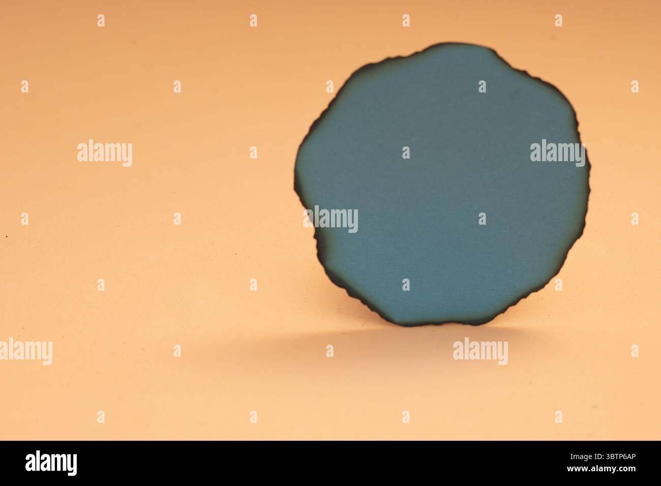 Fondo creativo con figuras geométricas y elementos botánicos como lavanda y suculentas. Ideale para Diseño gráfico, presentación de productos cosmético Foto Stock