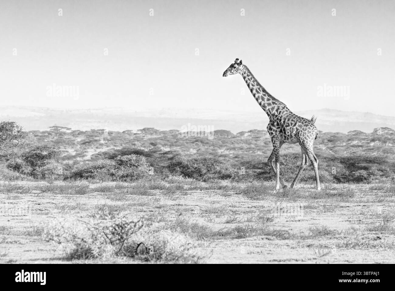 Un'immagine in bianco e nero di una giraffa adulta che cammina attraverso le pianure della savana. Foto Stock