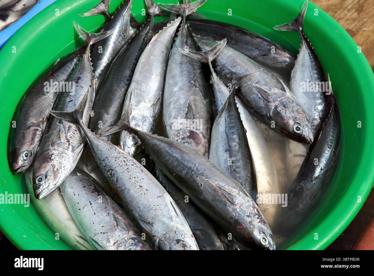 Primo piano di tonno appena pescato sommerso in acqua in un contenitore di plastica verde in un mercato di pesce. Foto Stock
