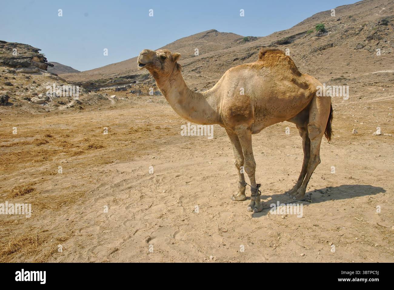 Vista a tutto il corpo di un dromedario cammello in un paesaggio desertico collinare e asciutto sotto un cielo azzurro. Foto Stock