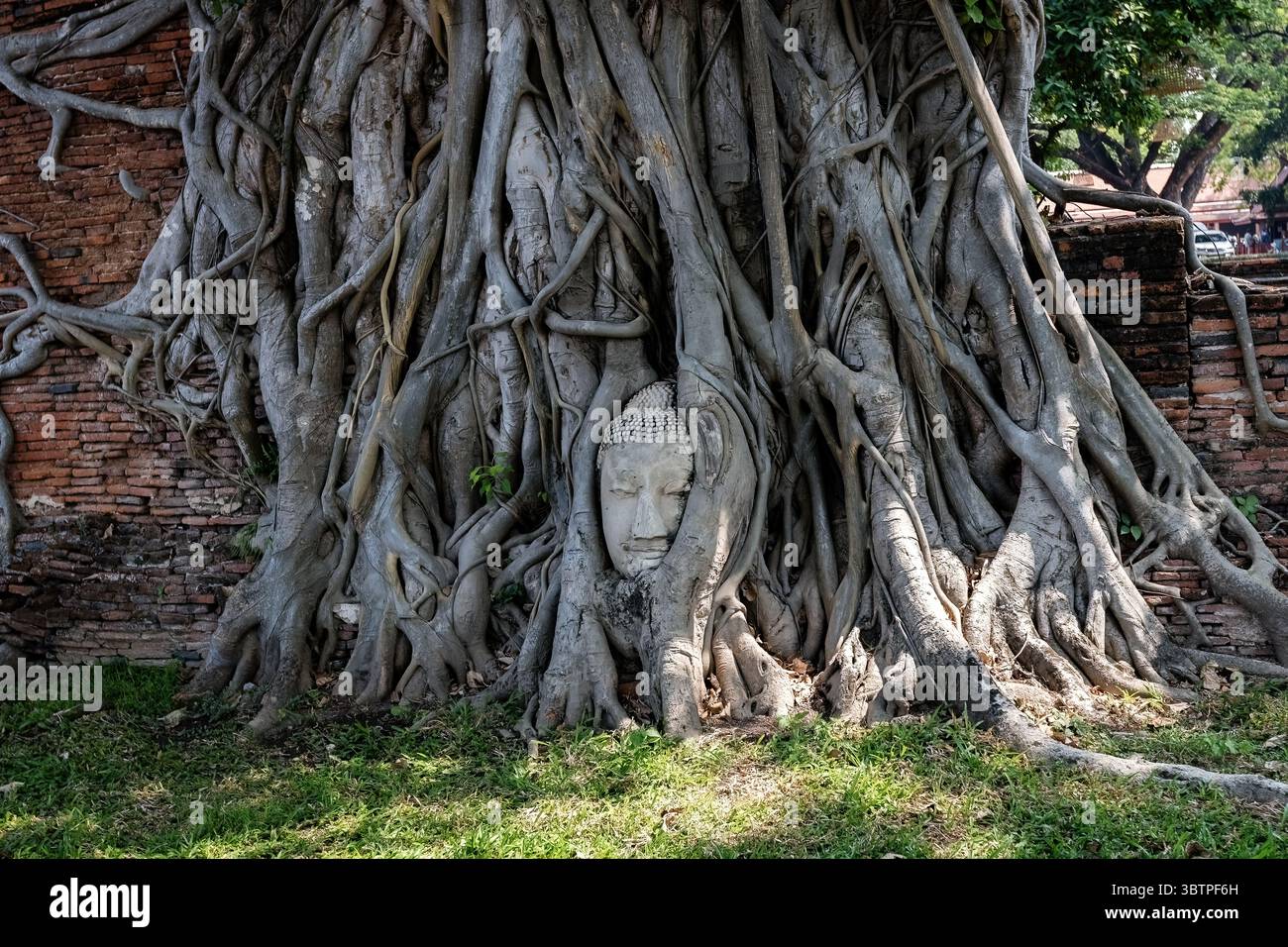 Testa di Buddha nelle radici di Un albero Bodhi ad Ayutthaya Thailandia Foto Stock