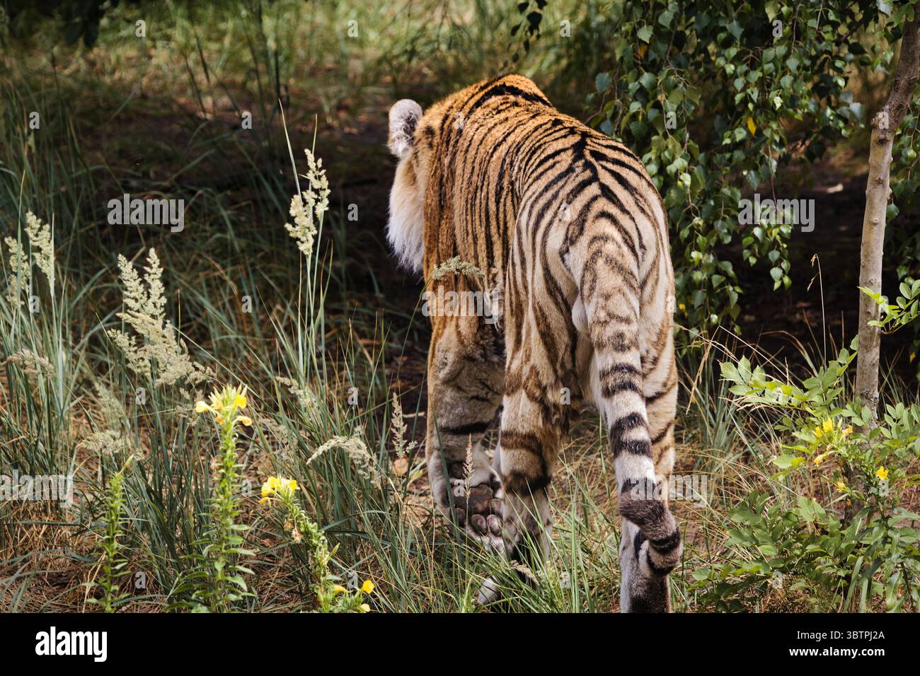 tigre nella natura selvaggia dello zoo Foto Stock