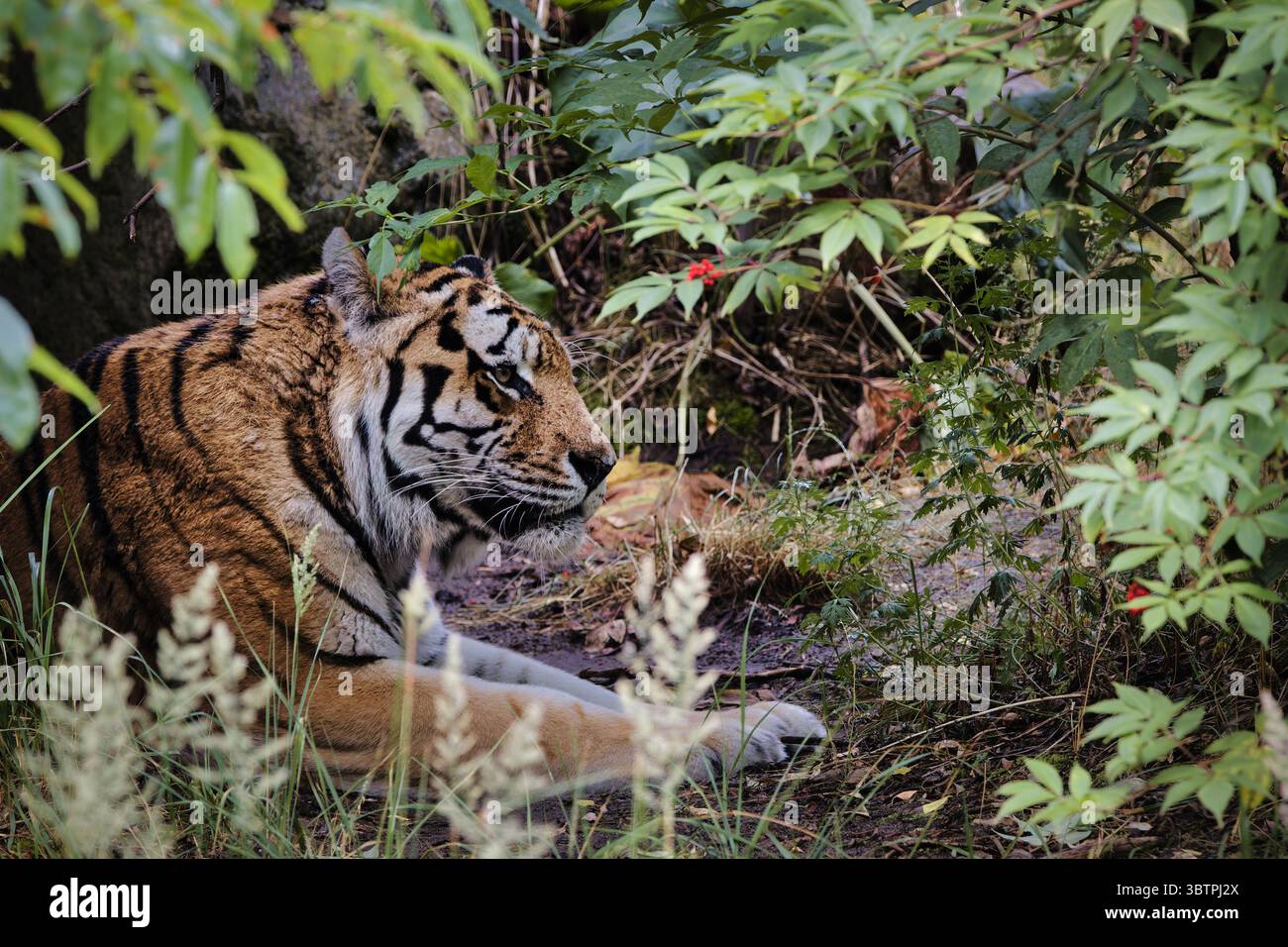 tigre nella natura selvaggia dello zoo Foto Stock