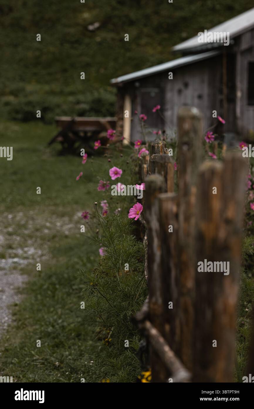 Fiori rosa in una recinzione di legno vicino a Mellau, Bregenzerwald, Voralberg, Austria, Europa Foto Stock