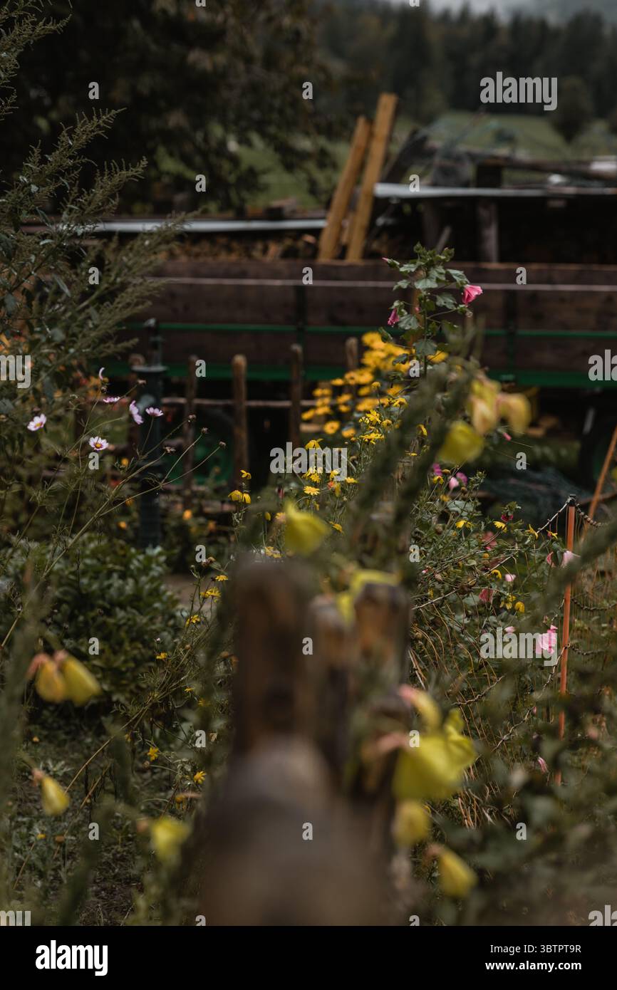 Fiori rosa in una recinzione di legno vicino a Mellau, Bregenzerwald, Voralberg, Austria, Europa Foto Stock