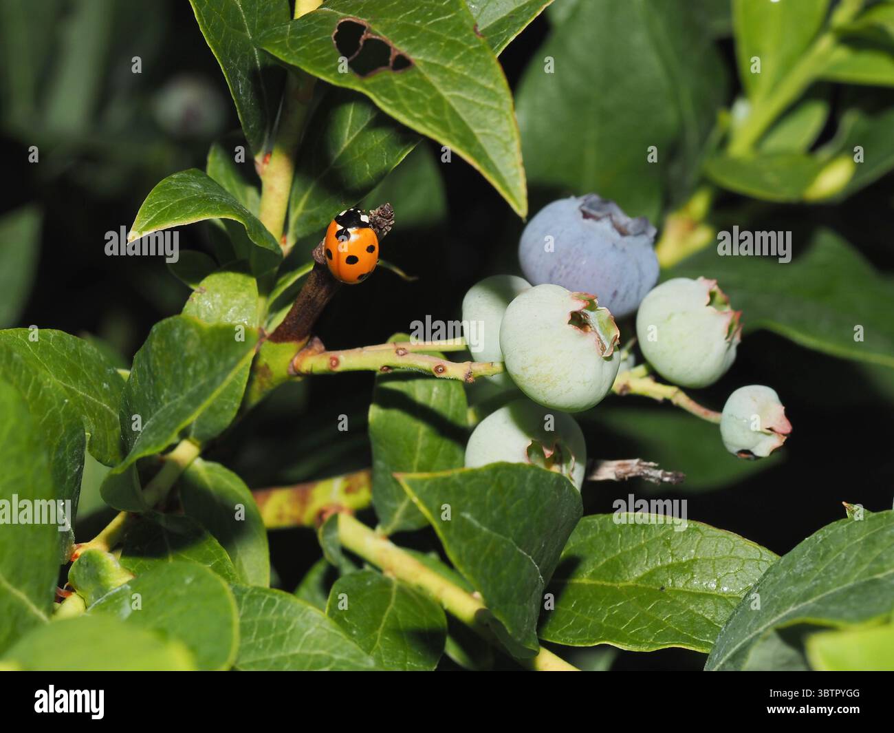 Gruppo di mirtilli acuri su un ramo in primo piano con un uccello coccinello Foto Stock
