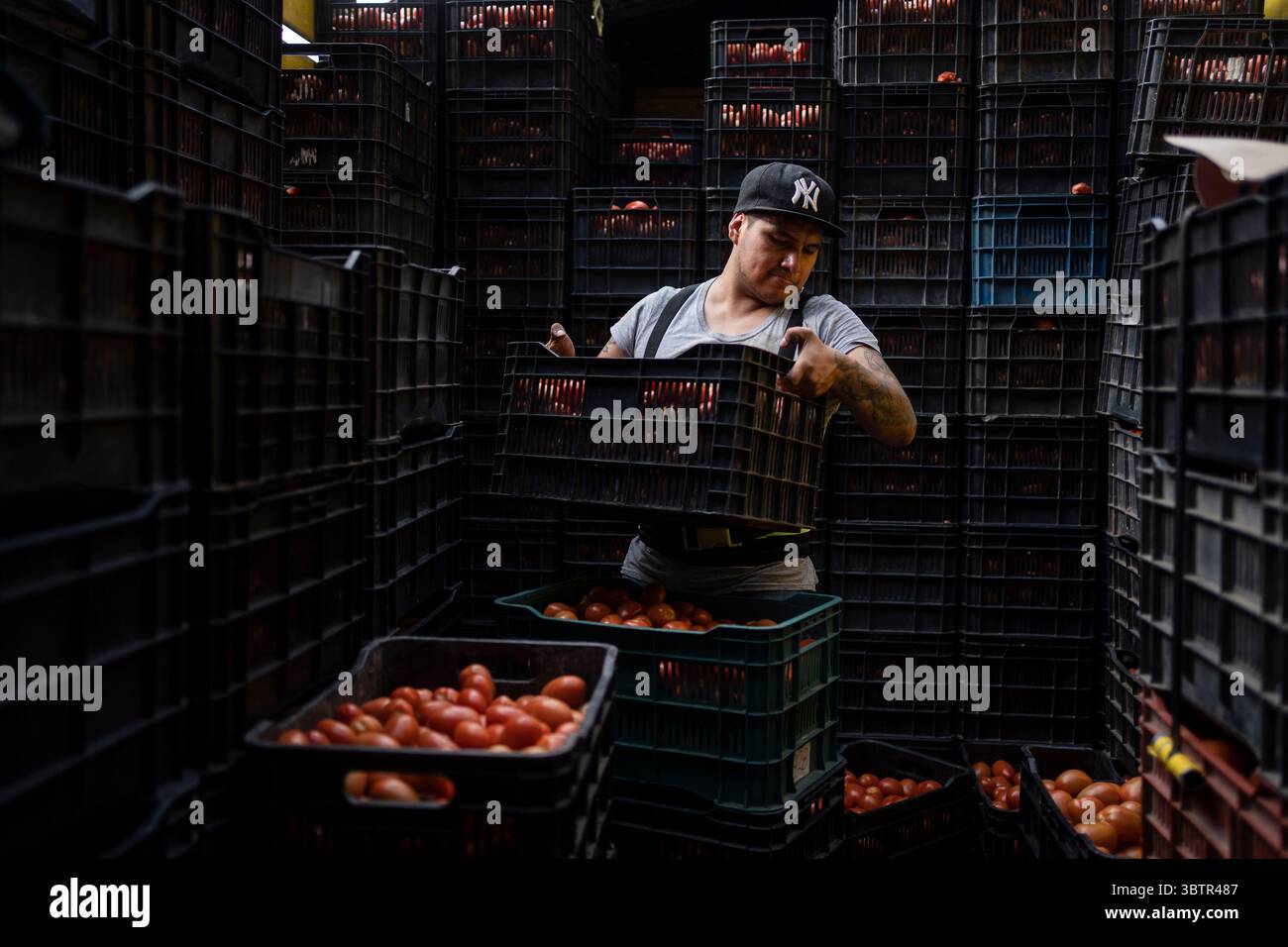 Mexiko Stadt, Messico. 15 luglio 2025. Antonio Silva scarica i pomodori messicani in un mercato all'ingrosso. I nuovi dazi statunitensi all'importazione del 17,09% sui pomodori freschi provenienti dal Messico e la speculazione sui prezzi stanno causando incertezza tra i commercianti. "Il Messico rimane uno dei nostri alleati più importanti, ma per troppo tempo i nostri agricoltori sono stati schiacciati da pratiche commerciali sleali che hanno ridotto i prezzi di prodotti come i pomodori. Ora è finita", ha detto il Segretario al commercio Lutnick. Crediti: Felix Marquez/dpa/Alamy Live News Foto Stock