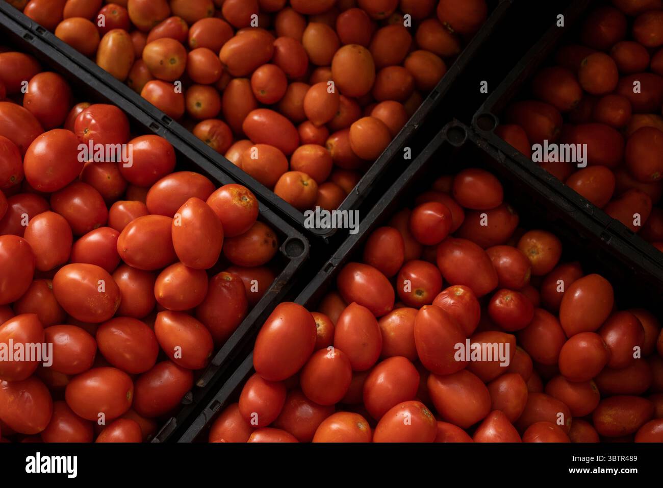 Mexiko Stadt, Messico. 15 luglio 2025. Pomodori in un mercato all'ingrosso. I nuovi dazi all'importazione statunitensi del 17,09% sui pomodori freschi provenienti dal Messico e la speculazione sui prezzi stanno causando incertezza tra i commercianti messicani. "Il Messico rimane uno dei nostri alleati più importanti, ma per troppo tempo i nostri agricoltori sono stati schiacciati da pratiche commerciali sleali che hanno ridotto i prezzi di prodotti come i pomodori. Ora è finita", ha detto il Segretario al commercio Lutnick. Crediti: Felix Marquez/dpa/Alamy Live News Foto Stock