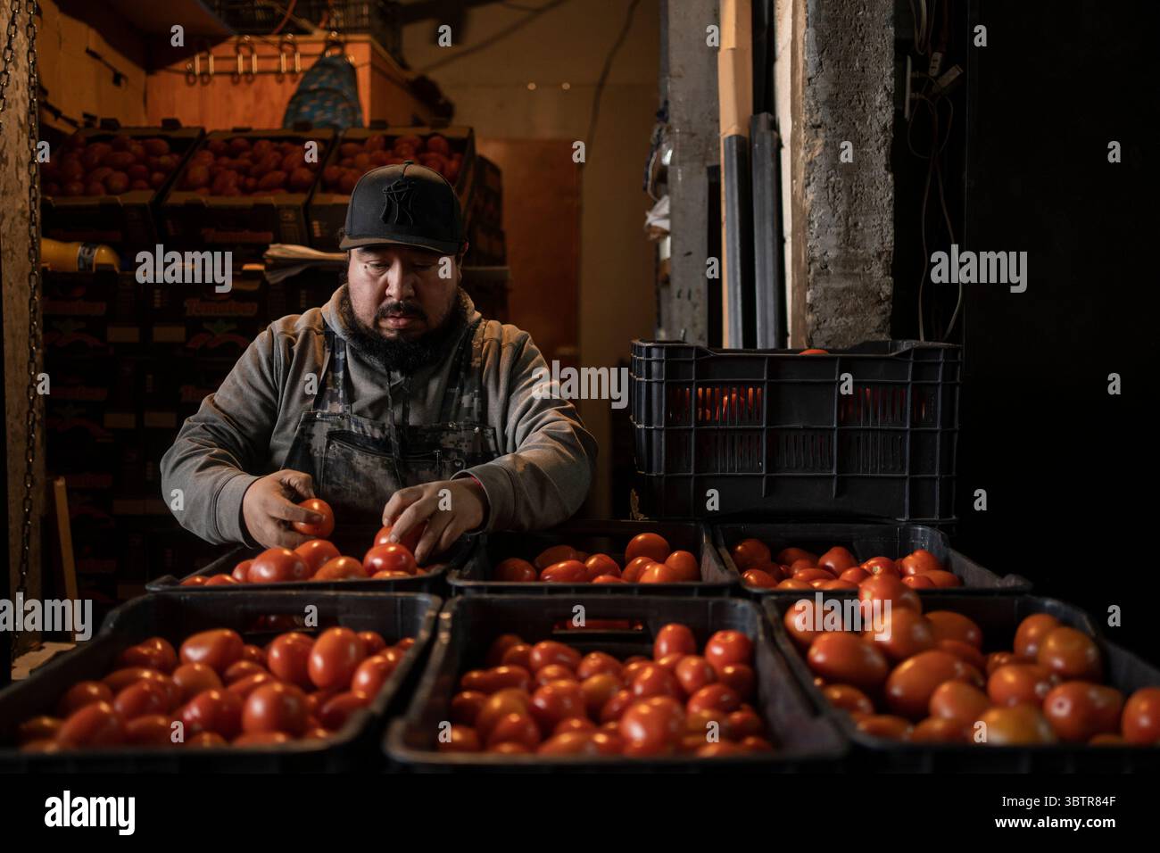 Mexiko Stadt, Messico. 15 luglio 2025. Javier Murguia smista pomodori messicani nei magazzini del mercato all'ingrosso. I nuovi dazi statunitensi all'importazione del 17,09% sui pomodori freschi provenienti dal Messico e la speculazione sui prezzi stanno causando incertezza tra i commercianti messicani. "Il Messico rimane uno dei nostri alleati più importanti, ma per troppo tempo i nostri agricoltori sono stati schiacciati da pratiche commerciali sleali che hanno ridotto i prezzi di prodotti come i pomodori. Ora è finita", ha detto il Segretario al commercio Lutnick. Crediti: Felix Marquez/dpa/Alamy Live News Foto Stock