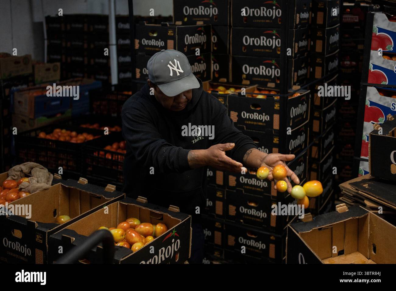 Mexiko Stadt, Messico. 15 luglio 2025. Un lavoratore smista pomodori messicani nei magazzini del mercato all'ingrosso. I nuovi dazi statunitensi all'importazione del 17,09% sui pomodori freschi provenienti dal Messico e la speculazione sui prezzi stanno causando incertezza tra i commercianti messicani. "Il Messico rimane uno dei nostri alleati più importanti, ma per troppo tempo i nostri agricoltori sono stati schiacciati da pratiche commerciali sleali che hanno ridotto i prezzi di prodotti come i pomodori. Ora è finita", ha detto il Segretario al commercio Lutnick. Crediti: Felix Marquez/dpa/Alamy Live News Foto Stock