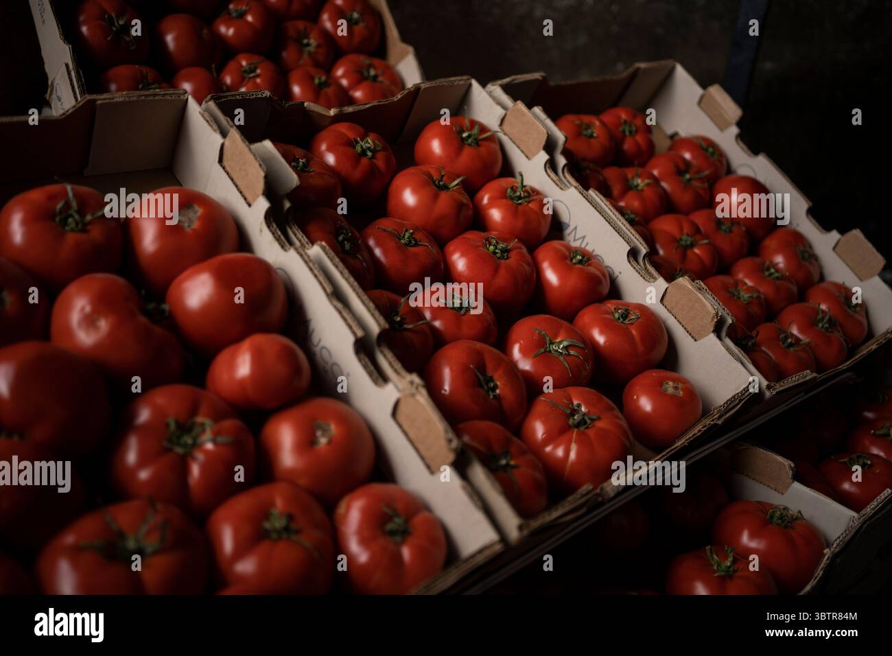 Mexiko Stadt, Messico. 15 luglio 2025. I pomodori si trovano in casse di un mercato all'ingrosso. I nuovi dazi statunitensi all'importazione del 17,09% sui pomodori freschi provenienti dal Messico e la speculazione sui prezzi stanno causando incertezza tra i commercianti messicani. "Il Messico rimane uno dei nostri alleati più importanti, ma per troppo tempo i nostri agricoltori sono stati schiacciati da pratiche commerciali sleali che hanno ridotto i prezzi di prodotti come i pomodori. Ora è finita", ha detto il Segretario al commercio Lutnick. Crediti: Felix Marquez/dpa/Alamy Live News Foto Stock