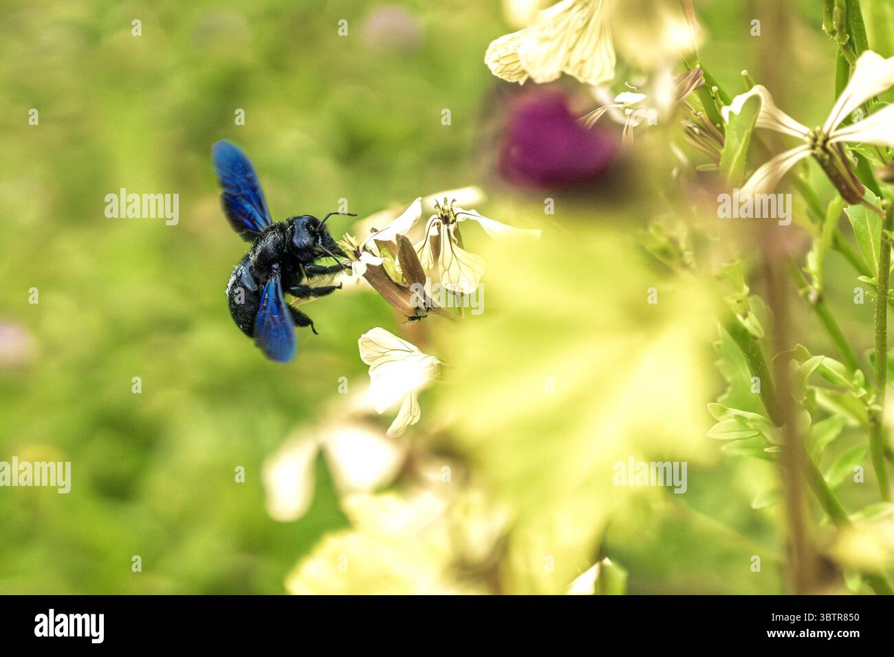 Una splendida ape blu interagisce con fiori vivaci in un ambiente colorato all'aperto che delizia i sensi Foto Stock