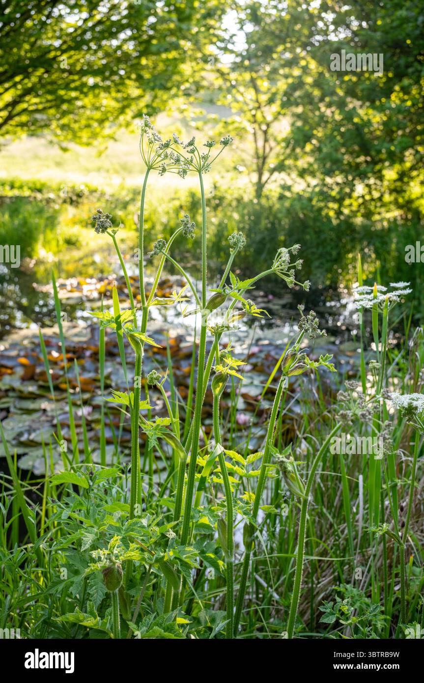 Ninfee, piante acquatiche di Nuphar, canne e fiori selvatici in uno stagno in un giardino di campagna in Inghilterra, Regno Unito Foto Stock