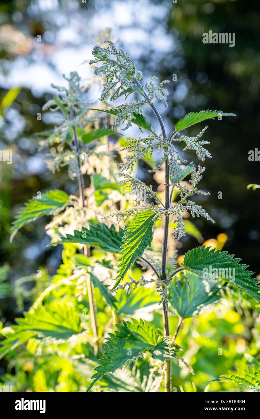 Ortica pungente femminile, Urtica dioica, anche ortica comune o brucia ortica nei semi tra le erbacce in un giardino di campagna in Inghilterra Foto Stock