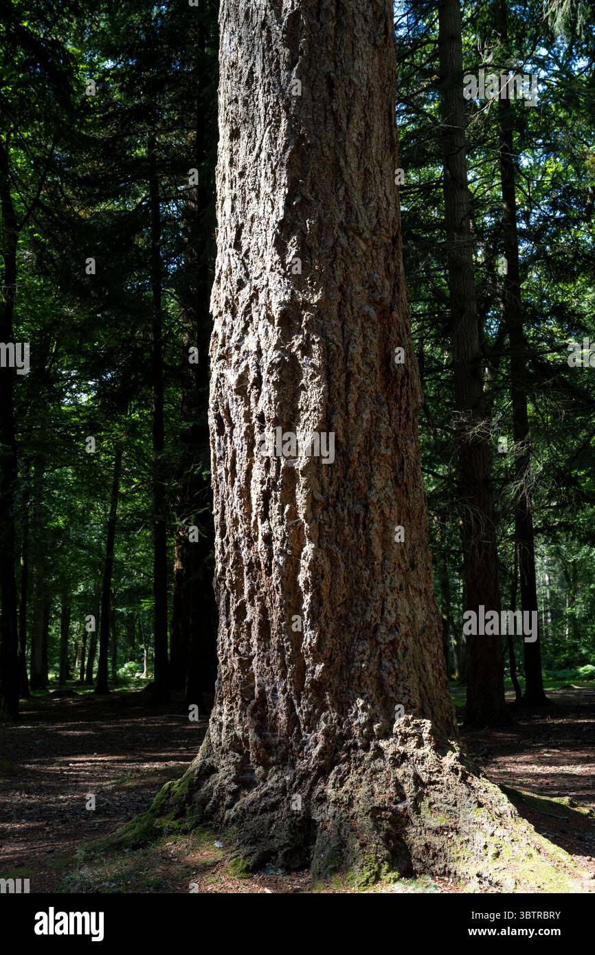Primo piano di corteccia sul tronco dell'albero comune di Douglas, Pseudotsuga menziesii, noto anche come Douglas Spruce nell'antico bosco della nuova Foresta, H Foto Stock