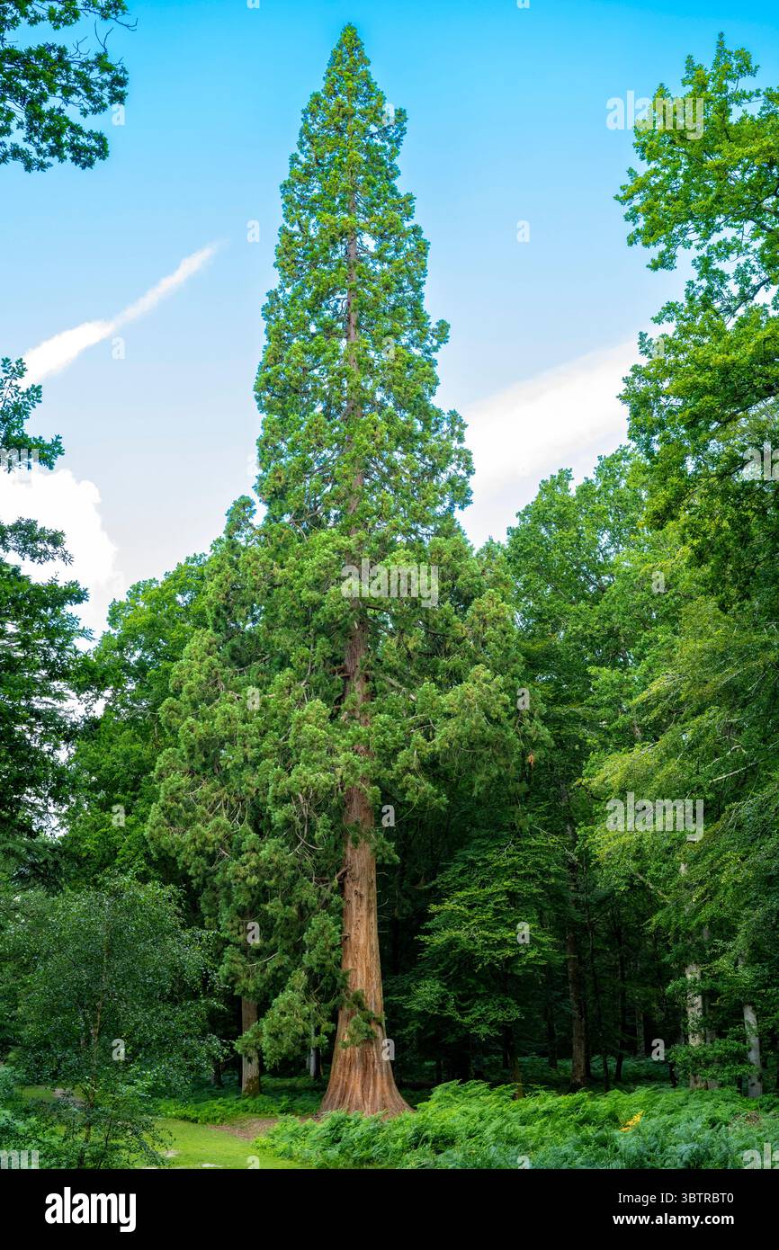 Sequoia gigante di conifere, Sequoiadendron giganteum, una delle Cupressaceae, nell'antico bosco della New Forest, Hampshire, Inghilterra Foto Stock