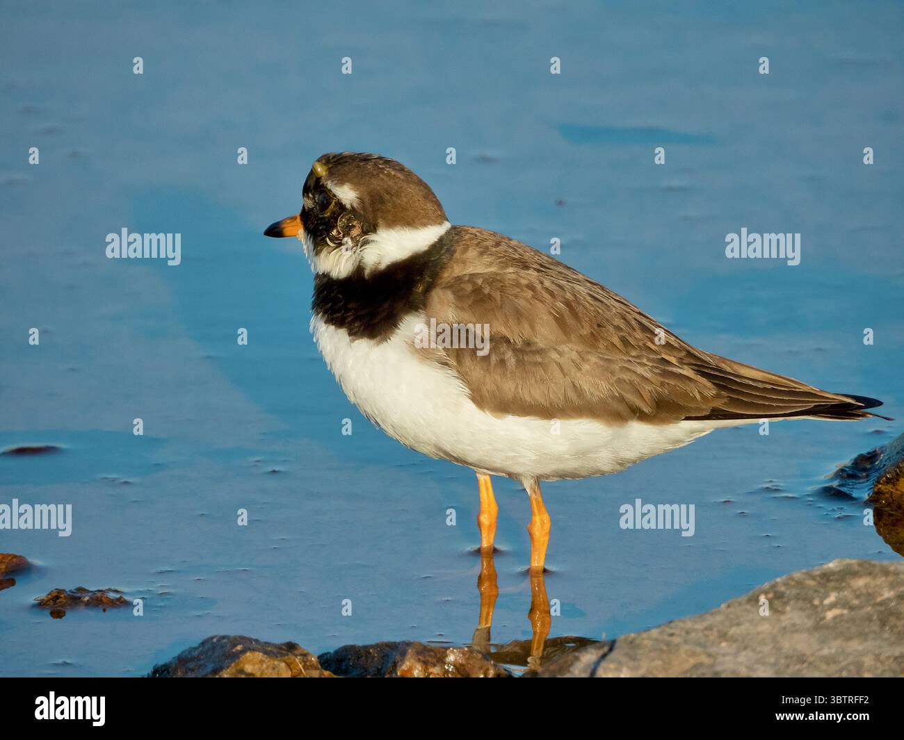 Un piccolo Plover, un uccello migratorio, cerca cibo in una piccola ma importante zona umida di Creta Foto Stock
