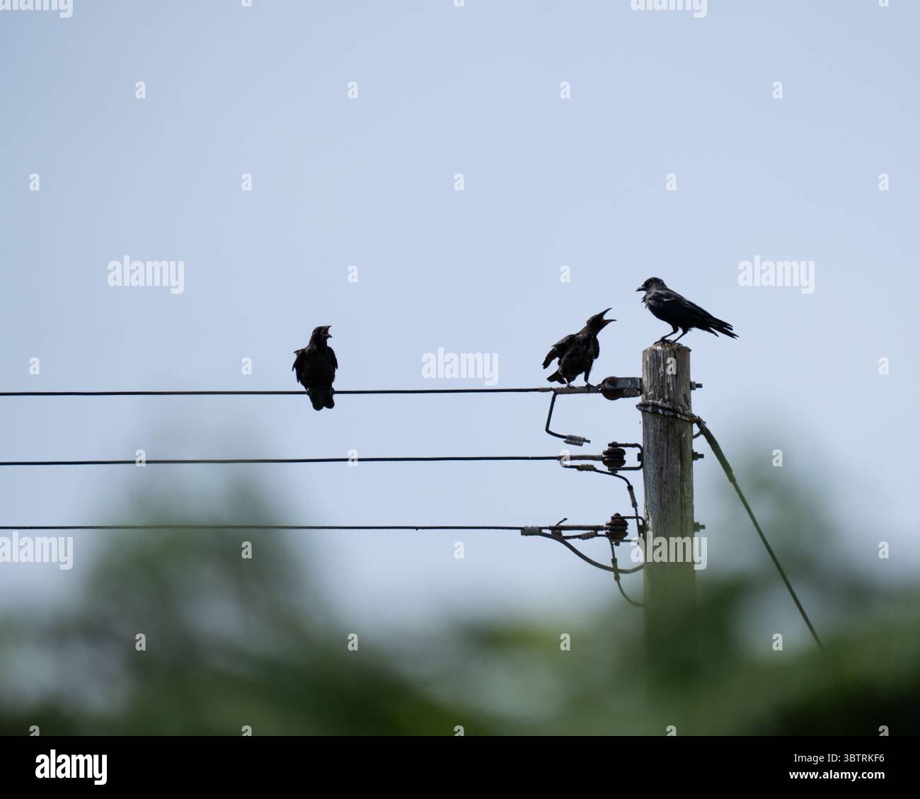 Tre corvi appollaiati su linee elettriche e un palo contro un cielo azzurro. Foto Stock