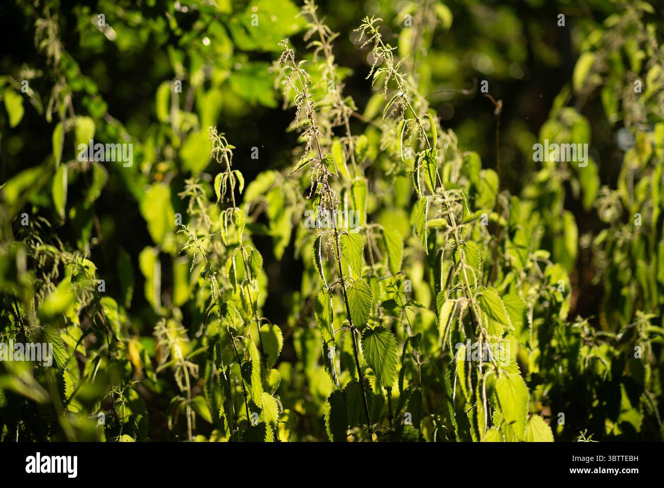 Le Nettles brillano di luce dorata, catturando la bellezza della foresta selvaggia e la consistenza naturale. Ideale per i temi erboristici, botanici, naturali o ambientali. Foto Stock