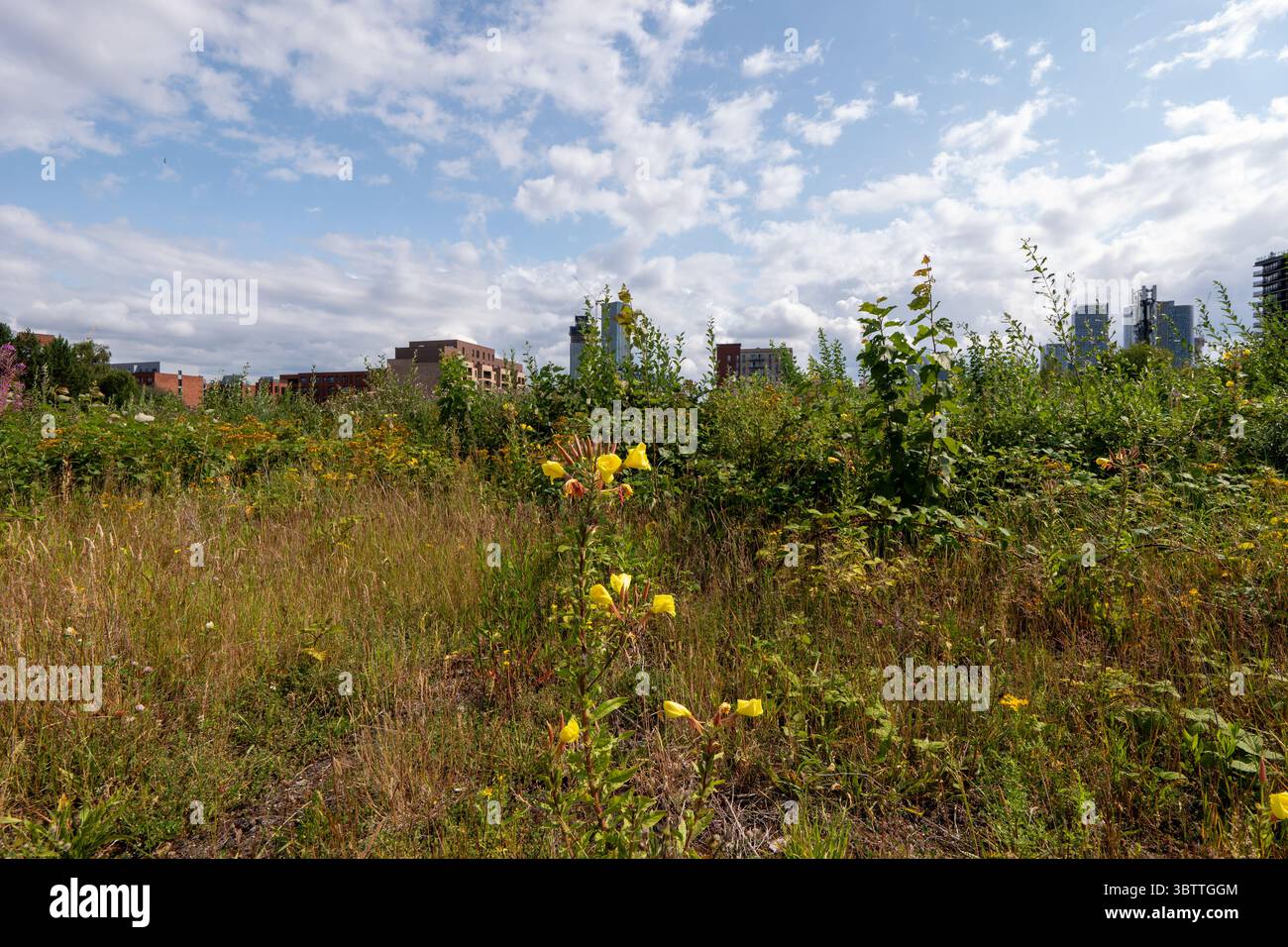 Manchester, Regno Unito. 14 luglio 2025. Peel Waters, specialista della rigenerazione del litorale, sta progettando di rigenerare i restanti 25 acri di terreno in un nuovo quartiere sul lungomare sull'isola Pomona di Manchester. Peel Waters ha presentato al Consiglio di Trafford una richiesta di valutazione dell'impatto ambientale (via) prima di presentare una domanda di pianificazione generale per il piano generale sulle acque di Manchester nel corso dell'anno. L'isola è attualmente sede di varie specie di uccelli acquatici e gestoli, nonché di altri animali selvatici. Pomona si trova tra Bridgewater Canal e Manchester Ship Canal. PI Foto Stock