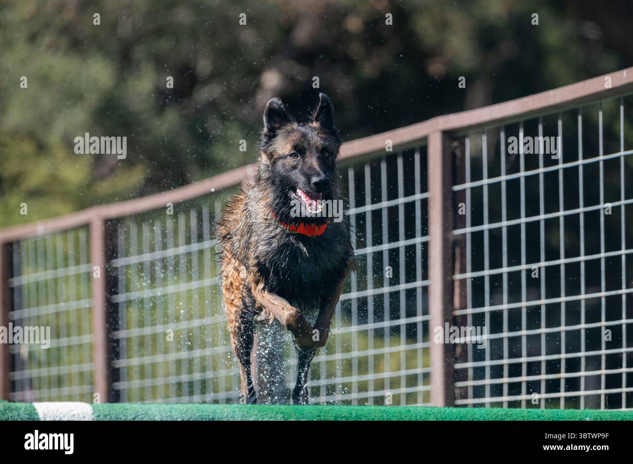 Malinois belga che scende lungo un molo verso la piscina Foto Stock