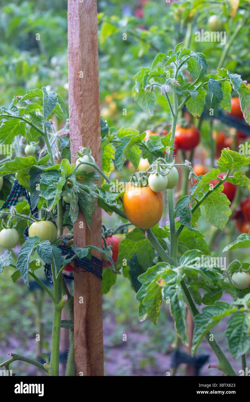 Pomodori maturi coltivati in azienda su viti verdi, che rappresentano l'agricoltura biologica e la resa agricola stagionale Foto Stock