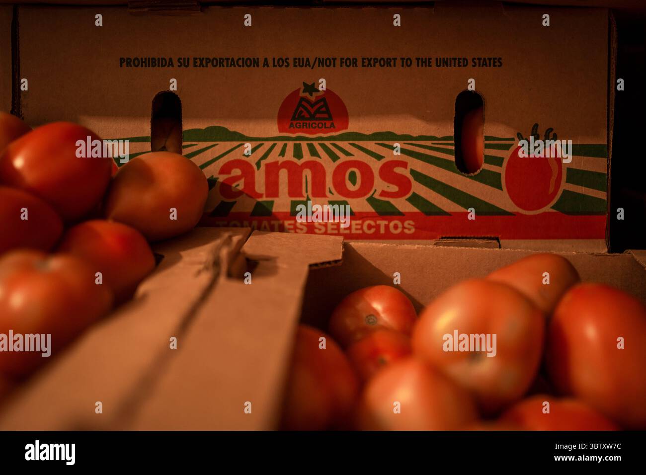 Dpatop - 15 luglio 2025, Messico, Mexiko-Stadt: Le scatole di pomodori messicani etichettate "non destinati all'esportazione negli Stati Uniti" si trovano in un magazzino. I nuovi dazi statunitensi all'importazione del 17,09% sui pomodori freschi provenienti dal Messico e la speculazione sui prezzi stanno causando incertezza tra i commercianti messicani. "Il Messico rimane uno dei nostri alleati più importanti, ma per troppo tempo i nostri agricoltori sono stati schiacciati da pratiche commerciali sleali che hanno ridotto i prezzi di prodotti come i pomodori. Ora è finita", ha detto il Segretario al commercio Lutnick. Foto: Felix Marquez/dpa Foto Stock