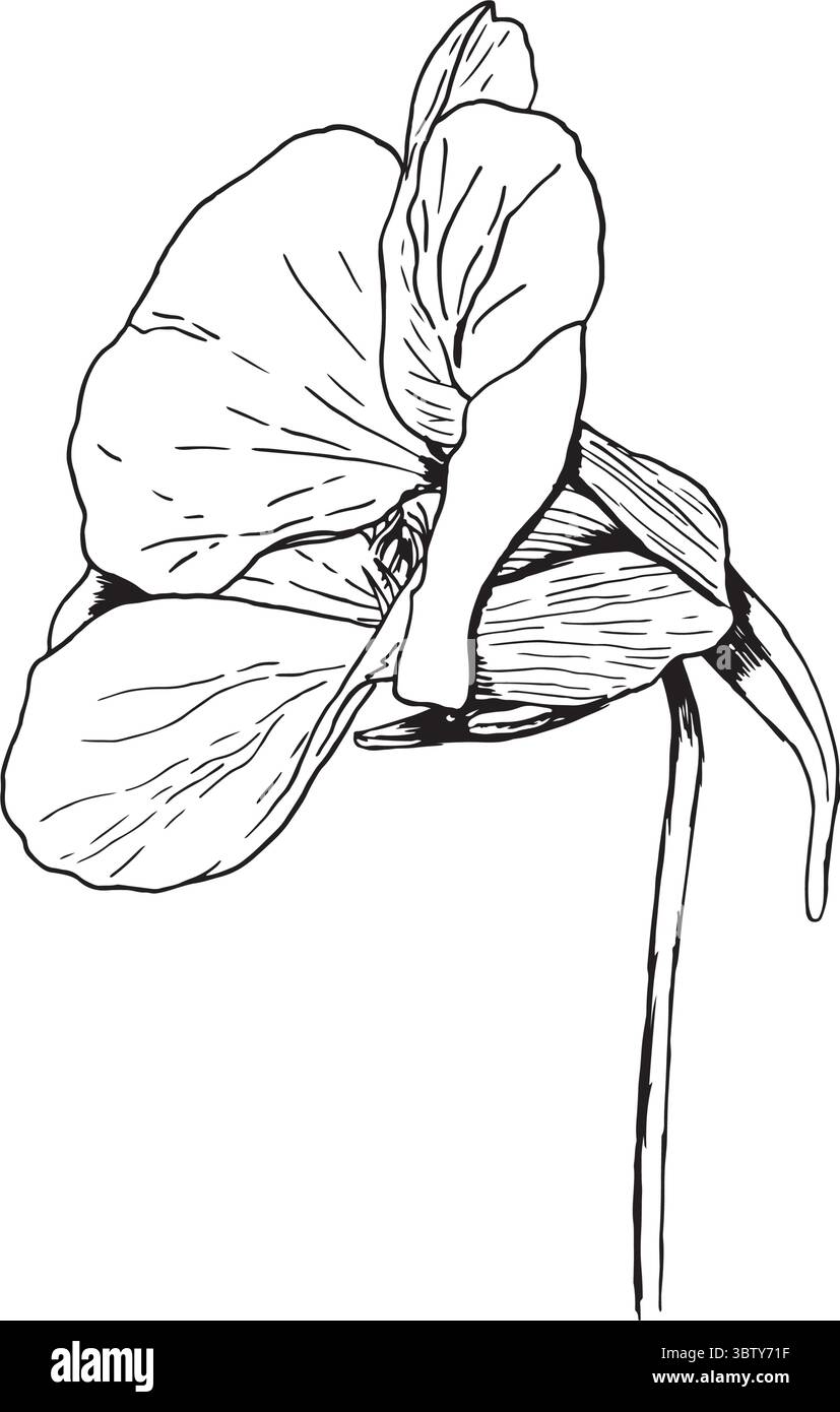 Uno splendido e delicato schizzo in bianco e nero che cattura artisticamente la bellezza mozzafiato di un fiore in fiore. Illustrazione vettoriale disegnata a mano in grafica in bianco e nero. Illustrazione Vettoriale