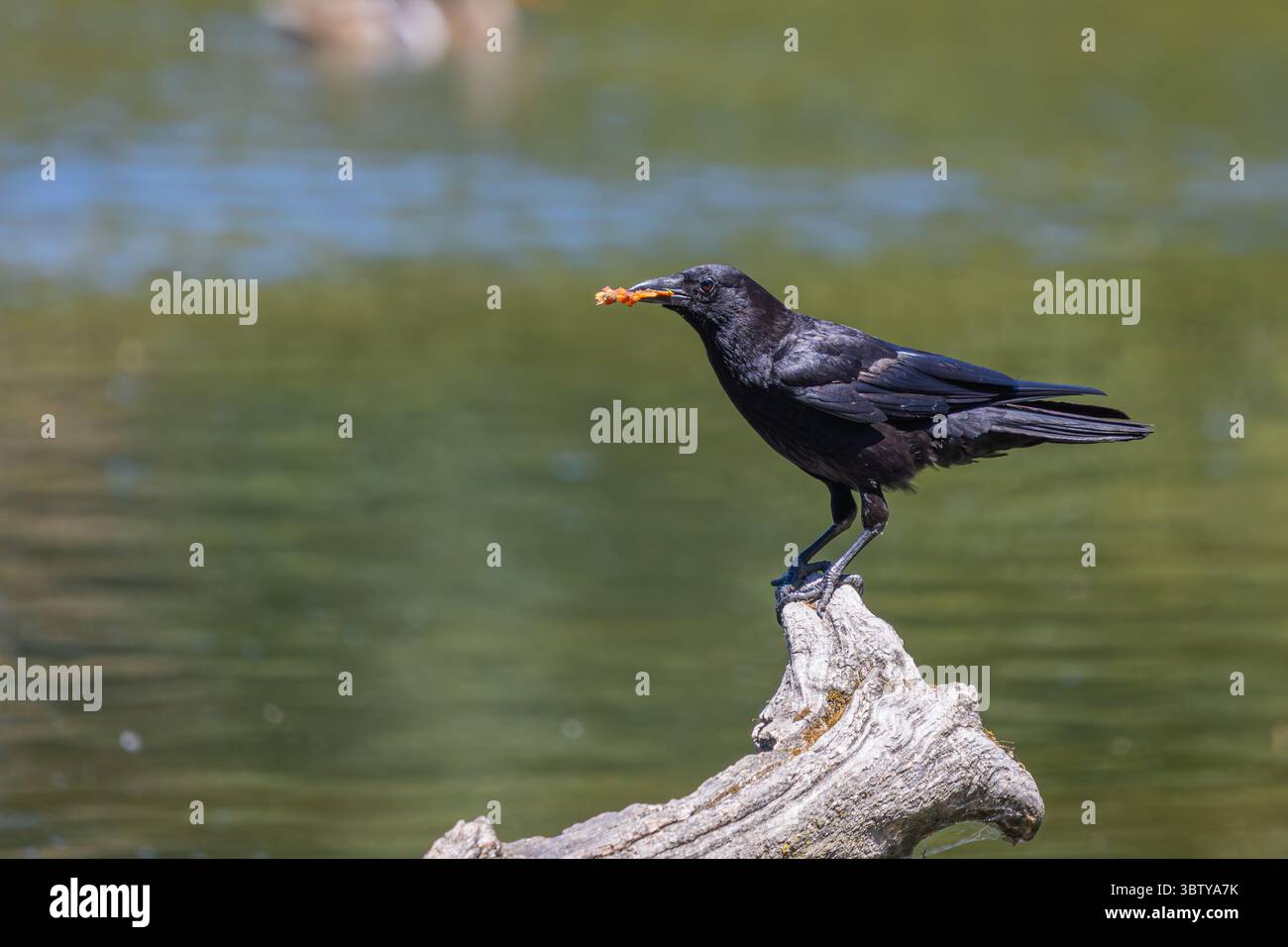 Crow with Food on Tree Branch al Whitaker Ponds Nature Park di Portland, Oregon Foto Stock