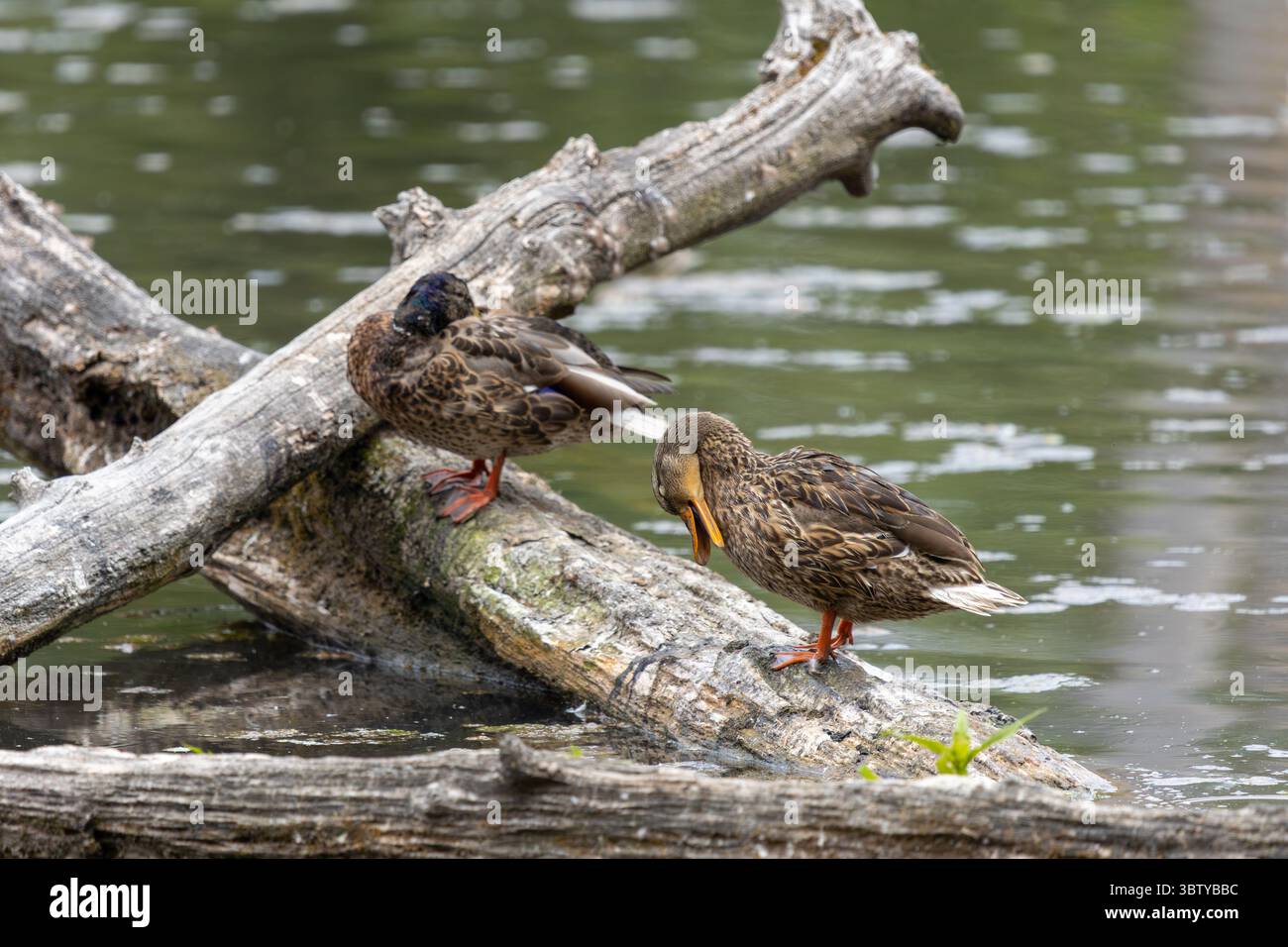 Gruppo di donne Mallards che riposano sul laghetto di Log in Sunlit Wetland Foto Stock
