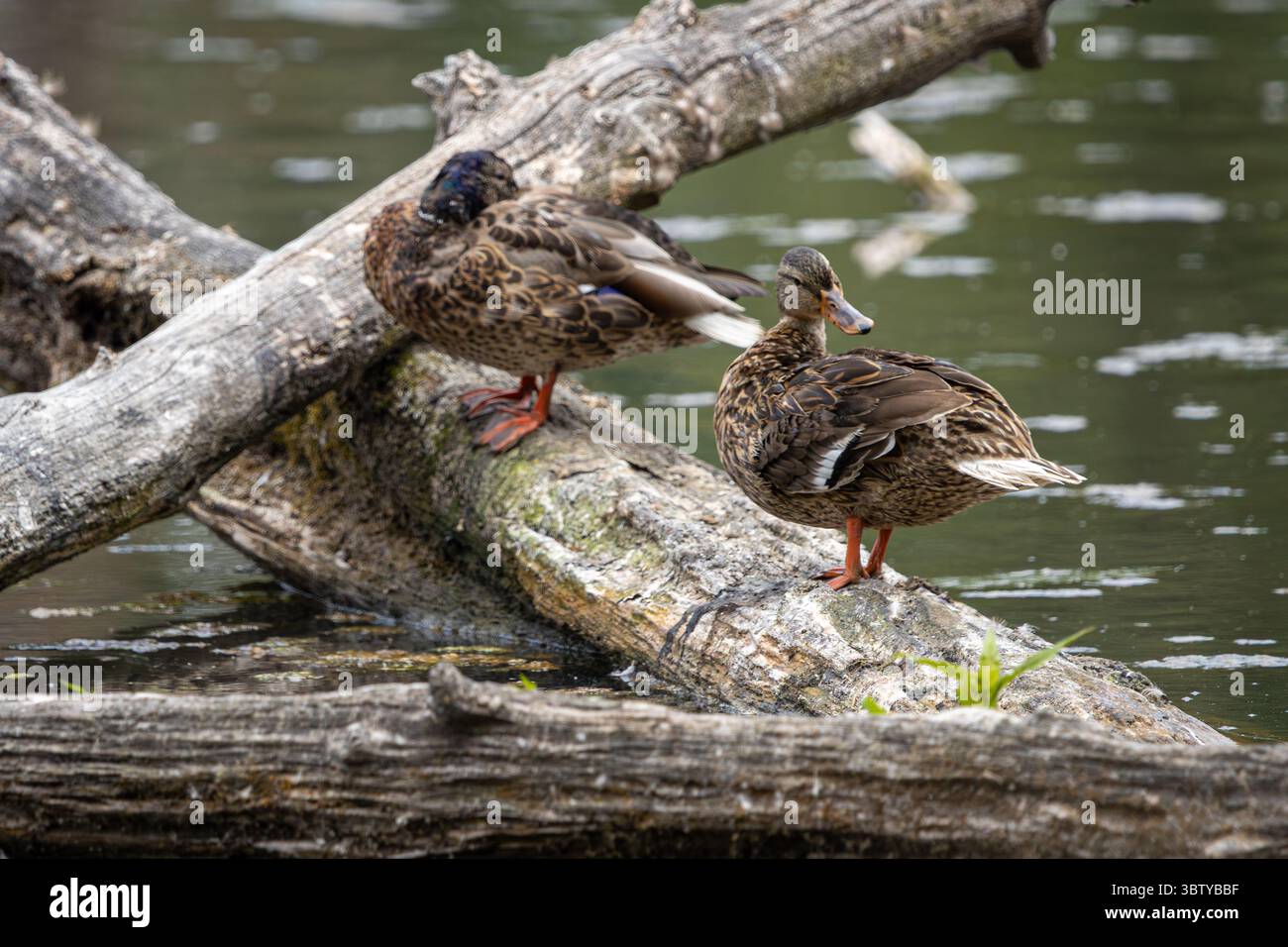 Gruppo di donne Mallards che riposano sul laghetto di Log in Sunlit Wetland Foto Stock