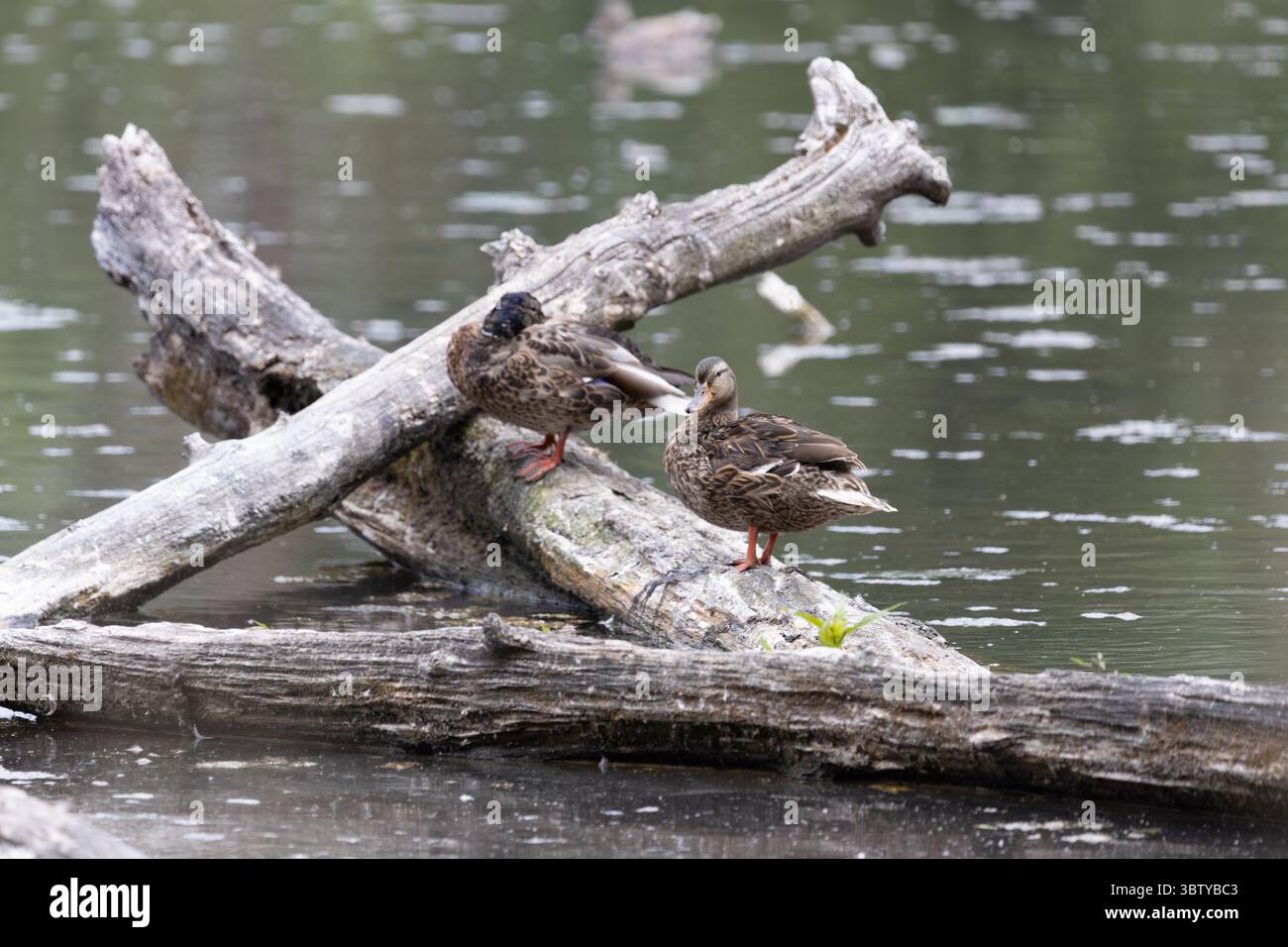 Gruppo di donne Mallards che riposano sul laghetto di Log in Sunlit Wetland Foto Stock