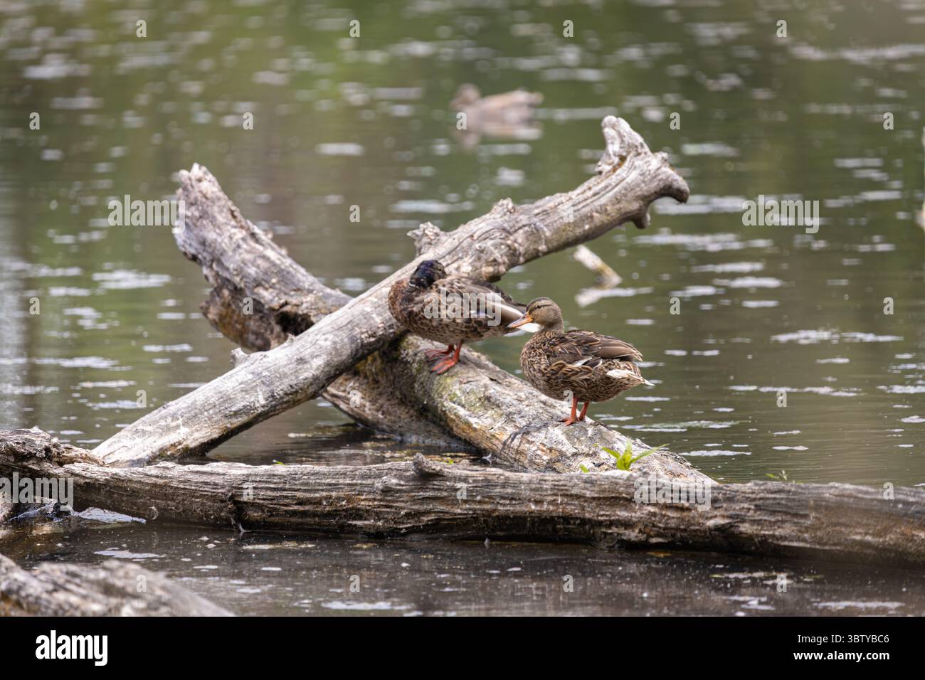 Gruppo di donne Mallards che riposano sul laghetto di Log in Sunlit Wetland Foto Stock