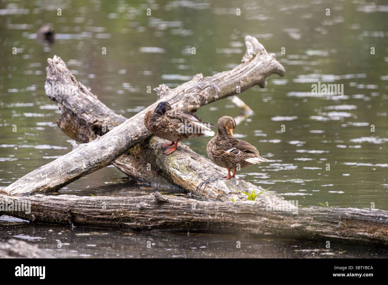 Gruppo di donne Mallards che riposano sul laghetto di Log in Sunlit Wetland Foto Stock
