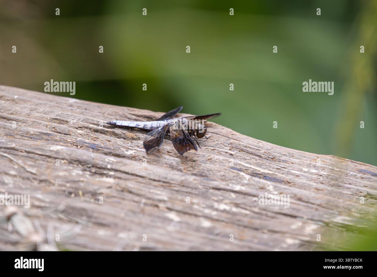La comune mosca di Whitetail che poggia su un primo piano di tronchi illuminati dal sole Foto Stock