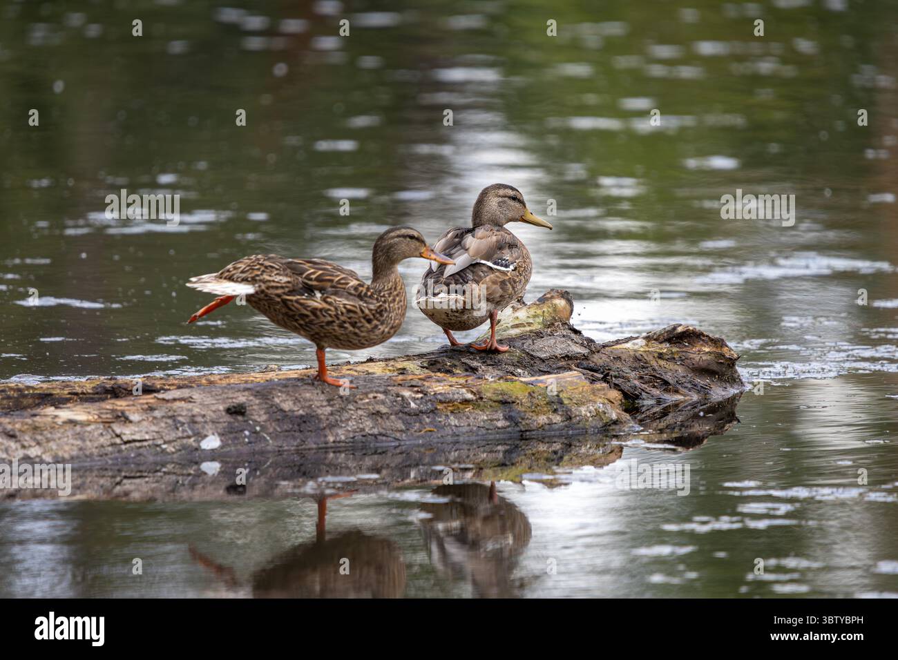 Gruppo di donne Mallards che riposano sul laghetto di Log in Sunlit Wetland Foto Stock