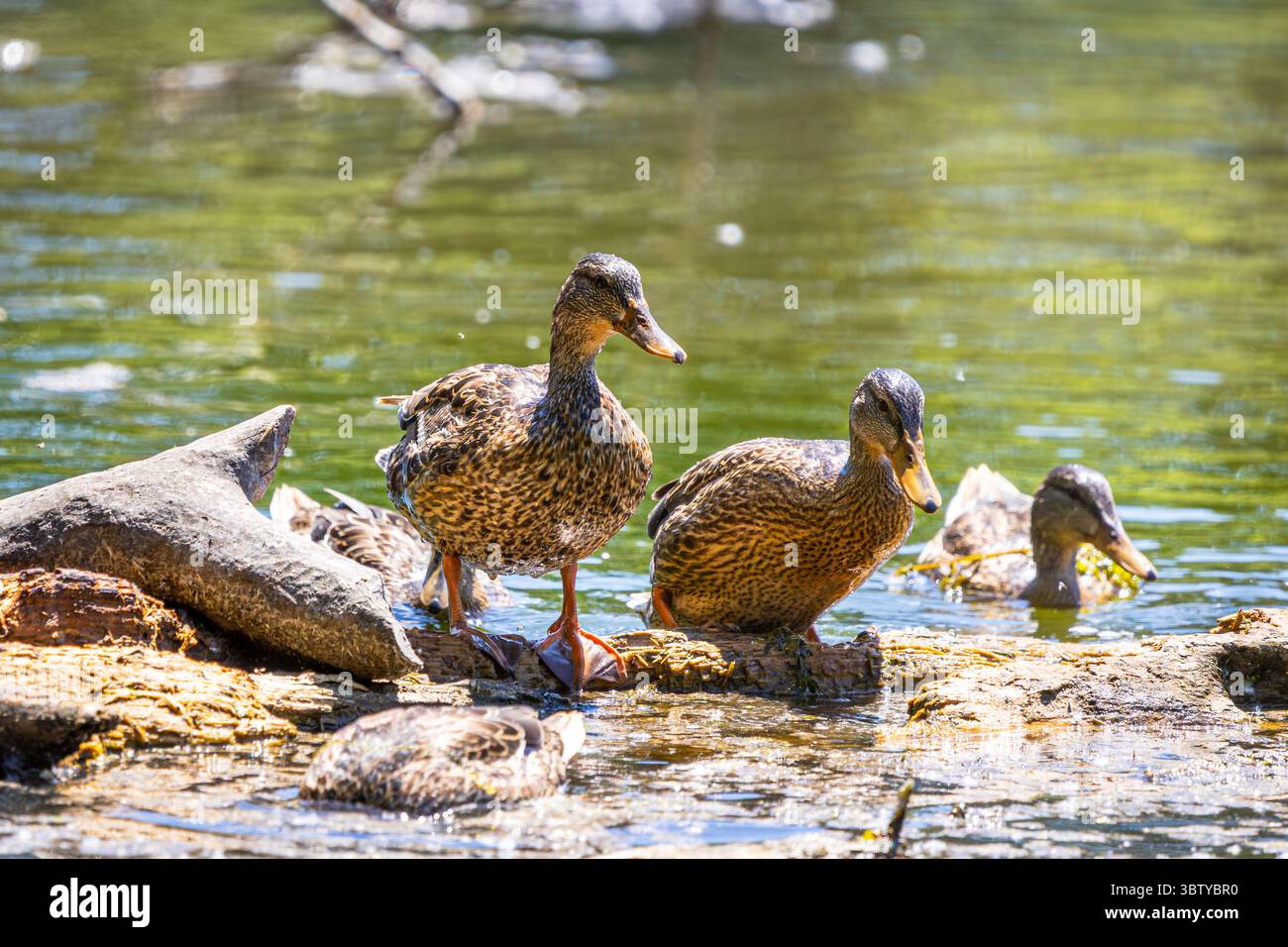 Gruppo di donne Mallards che riposano sul laghetto di Log in Sunlit Wetland Foto Stock