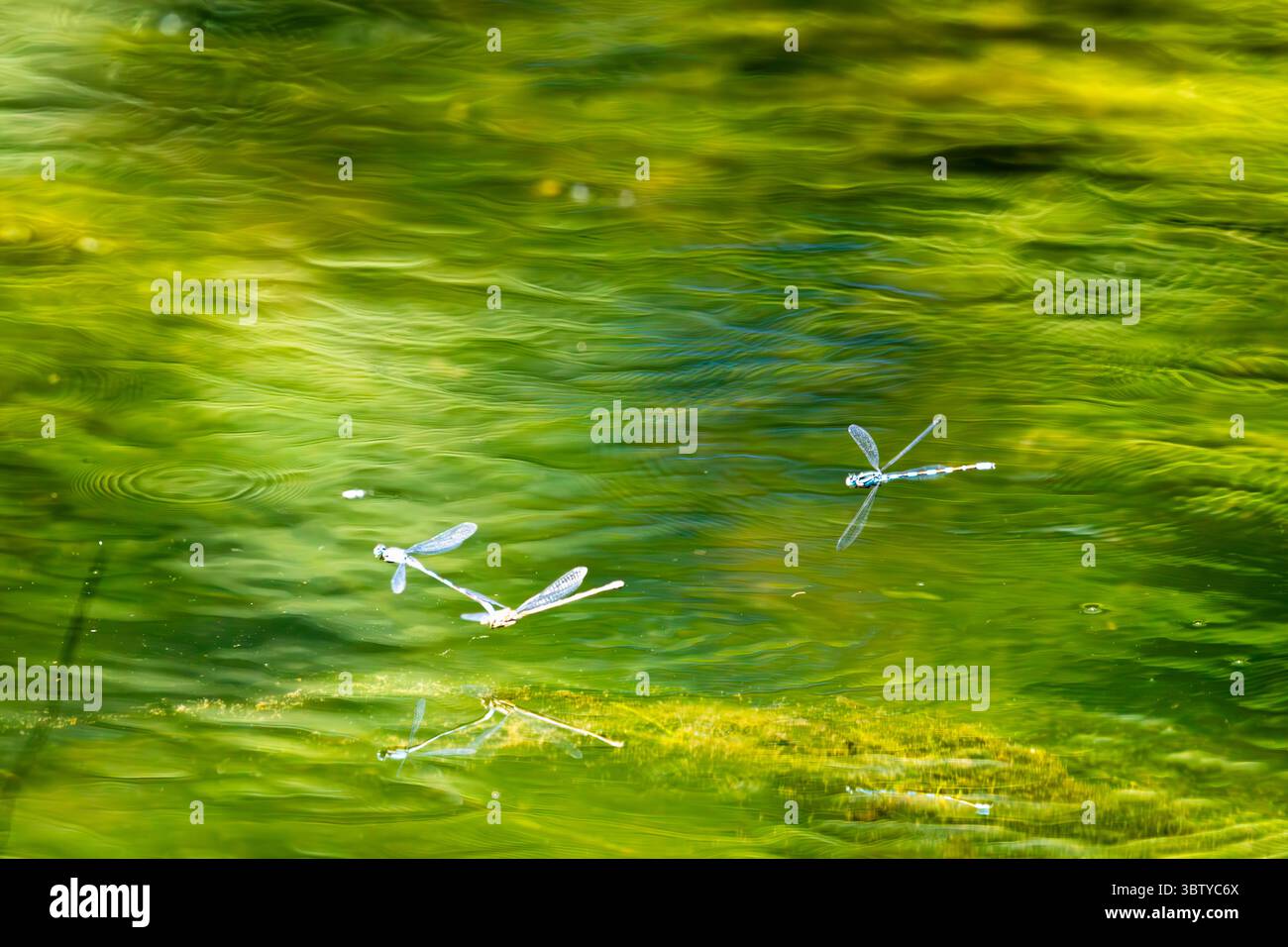 Damselflies in volo sull'acqua Foto Stock