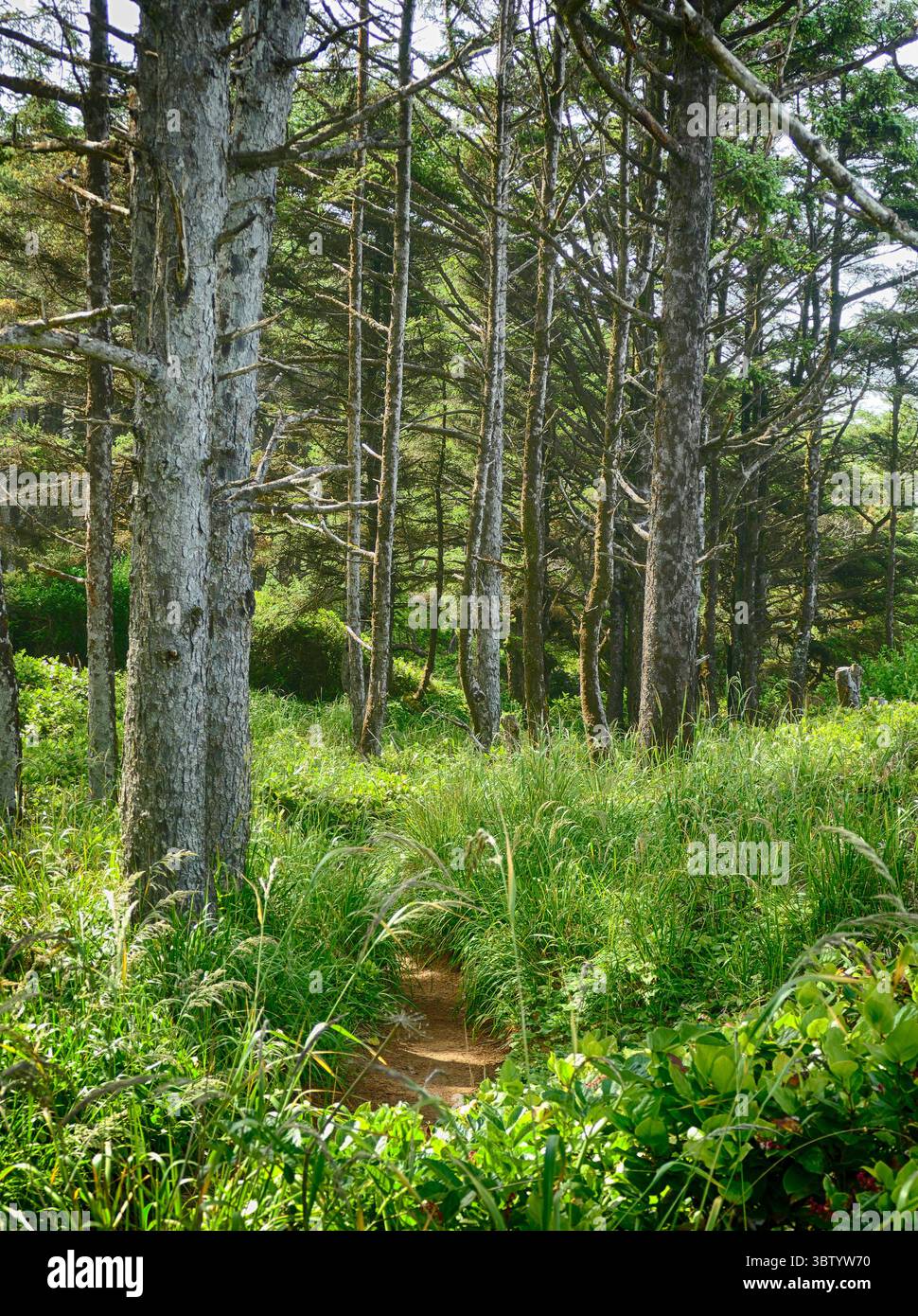 YACHATS, OREGON - 24 giugno 2025 - sentiero escursionistico panoramico che si snoda attraverso un vivace paesaggio verde di erba e alberi a Capo Perpetua Foto Stock