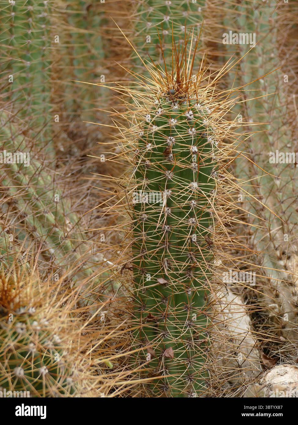 MARRAKECH, MAROCCO - 26 marzo 2022 - primo piano di trichocereus pachanoi, o cactus di San Pedro, che mette in evidenza spine distintive e gambo verde in un Marrak Foto Stock
