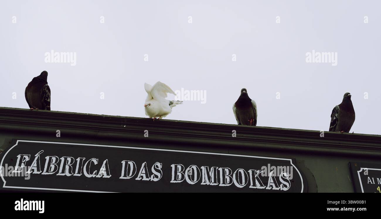 Primo piano di un piccione bianco che estende le ali tra compagni di piumaggio scuro in cima al banco alimentare "Fábrica das Bombokas" Foto Stock