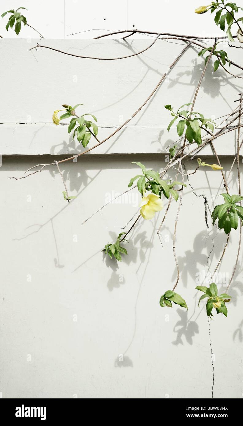 Una vera e propria fotografia artigianale scattata con un minimo di vite floreale sfondo naturale bianco per esterni Foto Stock