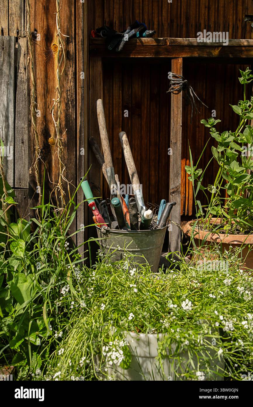 Una varietà di attrezzi da giardino in un secchio circonda piante e fiori nelle giornate di sole. Ambiente rustico all'aperto. Rifornimenti per il giardinaggio. Foto Stock