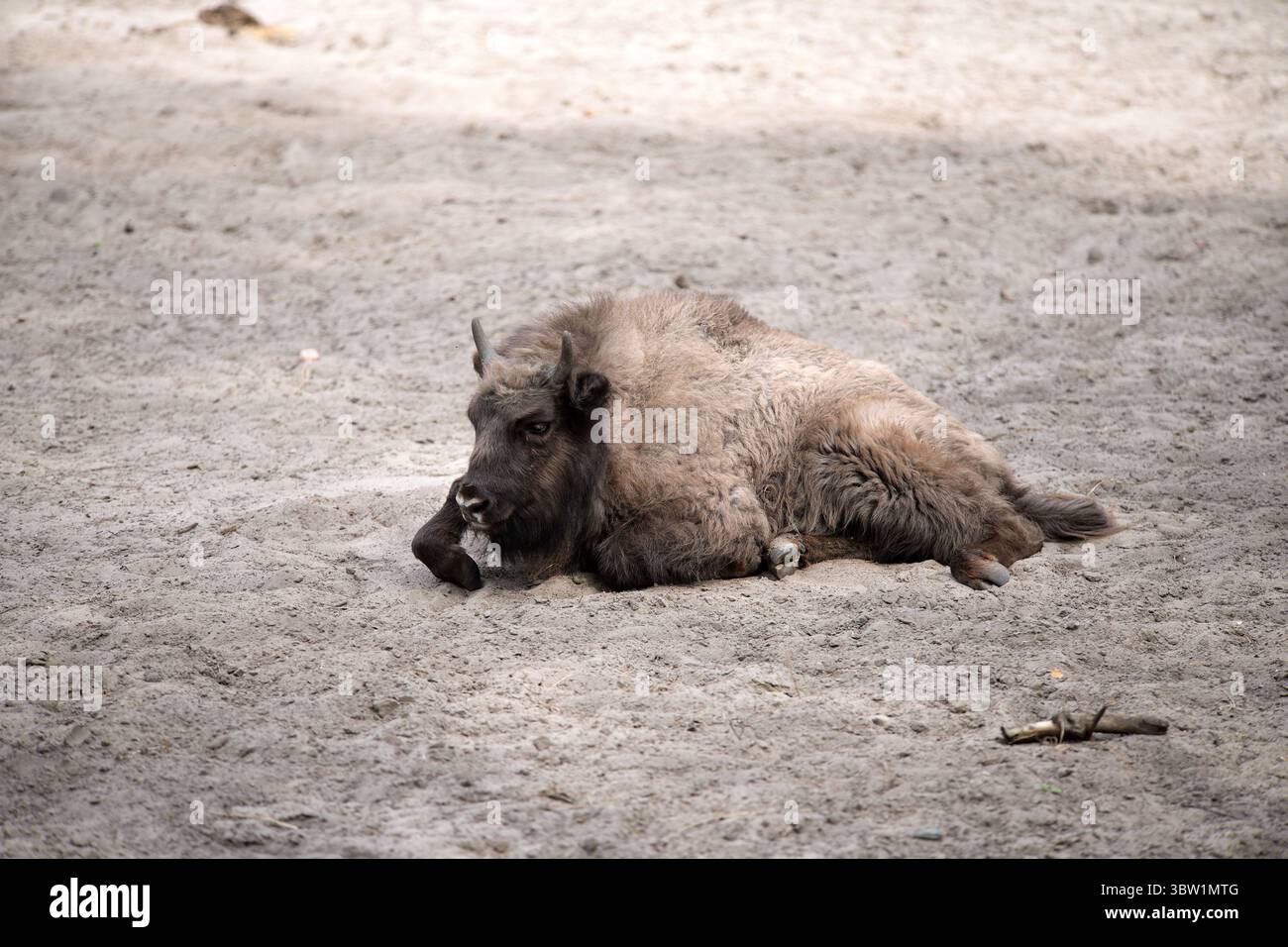 Un unico bisonte in legno europeo, noto anche come wisent, zubr o bufalo, giacente sul terreno in un santuario di Wolin, Polonia. Foto Stock Un unico bisonte in legno europeo, noto anche come wisent, zubr o bufalo, giacente sul terreno in un santuario di Wolin, Polonia. Foto Stock