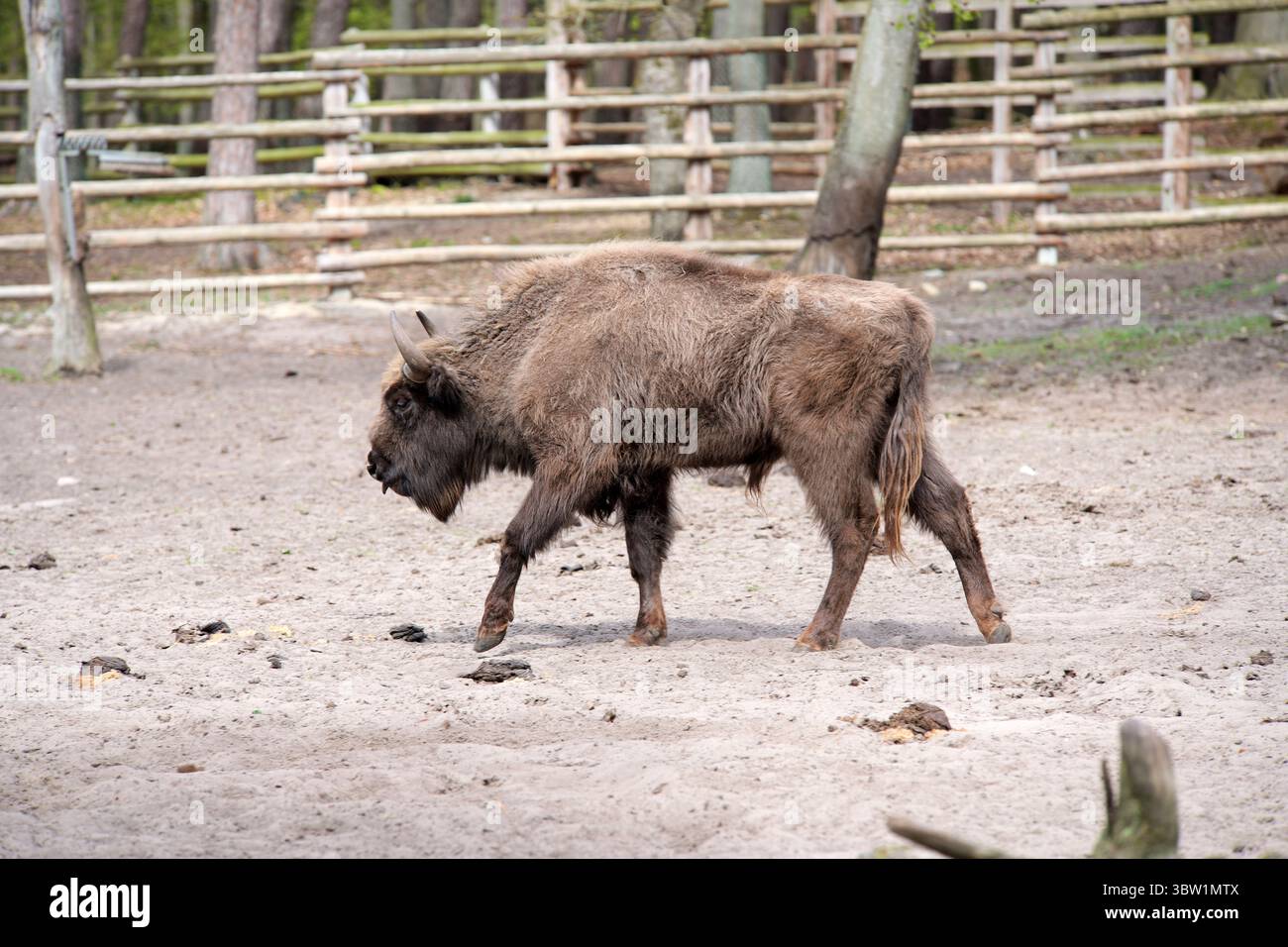 Bisonte legno europeo noto anche come il wisent, zubr o bufalo, in piedi in un parco. Foto Stock Bisonte legno europeo noto anche come il wisent, zubr o bufalo, in piedi in un parco. Foto Stock