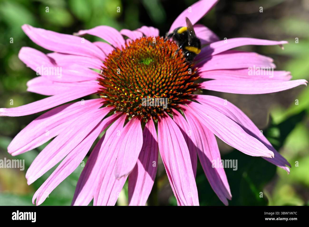 Un'ape su fiori estivi rosa e arancio di coneflower Echinacea purpurea che cresce nel giardino del Regno Unito luglio Foto Stock